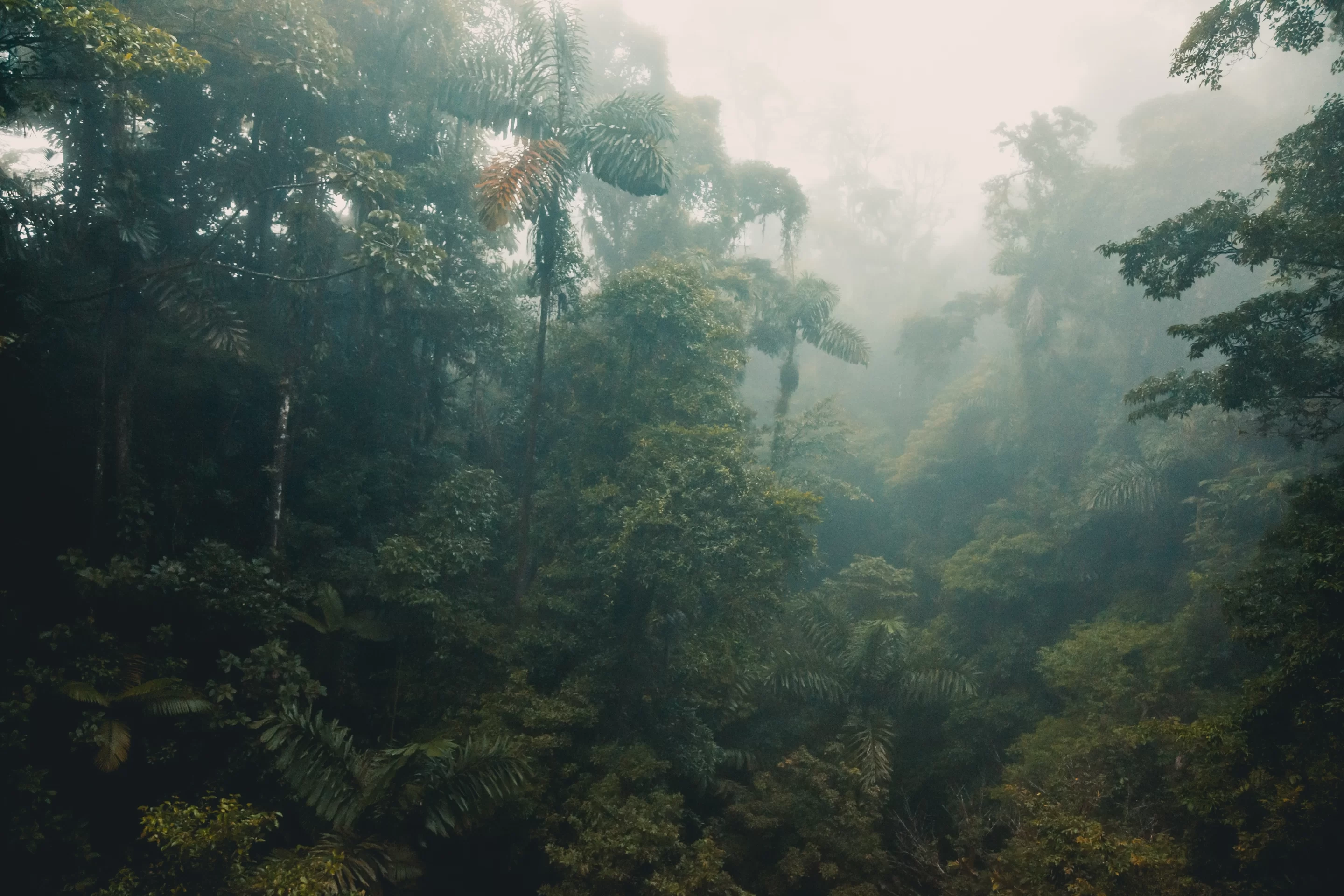 Visit Monteverde and explore the stunning cloud forest reserves.