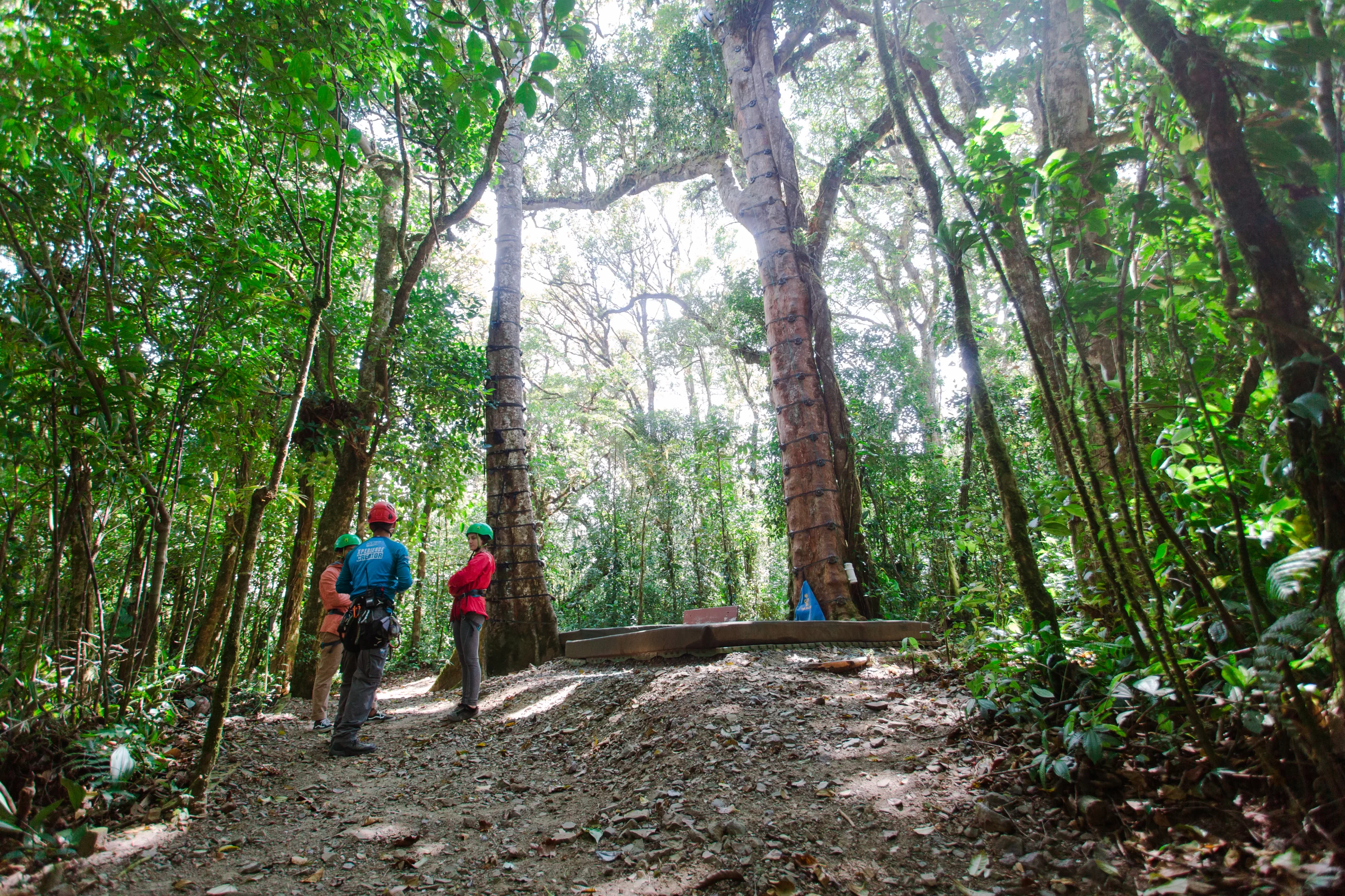 Discover the rich biodiversity and natural wonders of the cloud forest of Costa Rica.