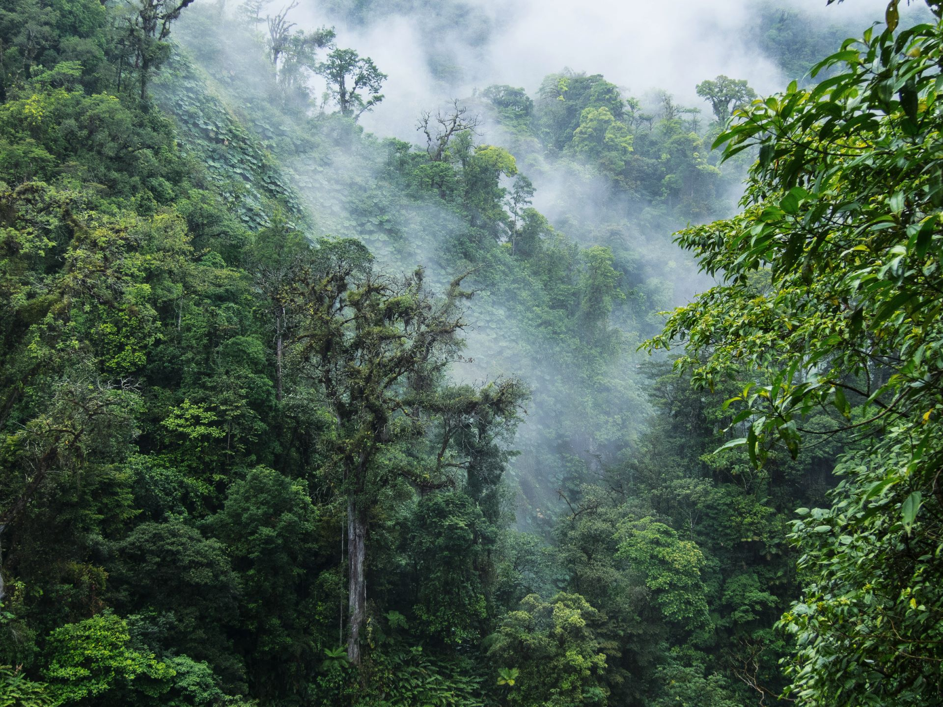 Monteverde is a destination that values sustainability and natural resources.