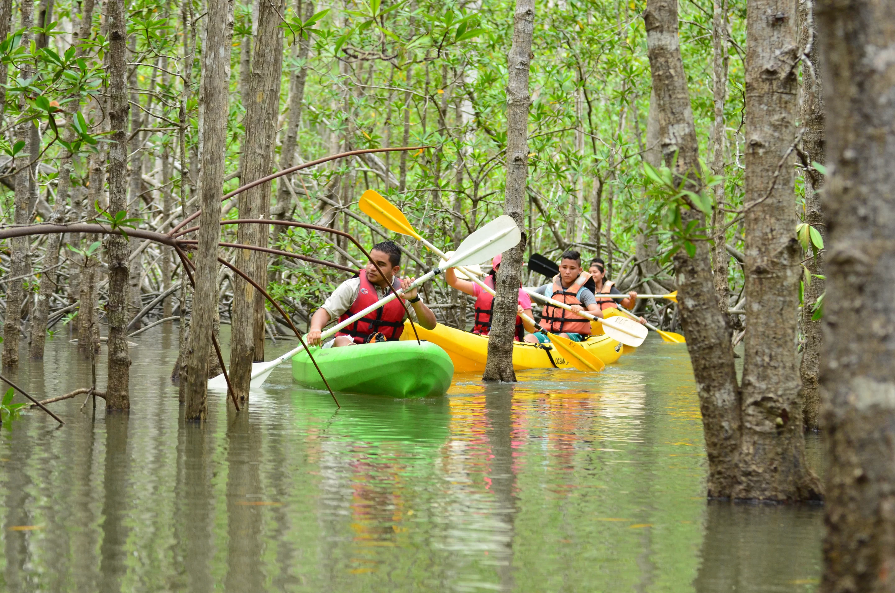 Take a boat or kayaking tour to learn more about the stunning mangroves.