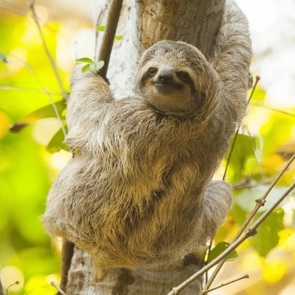 Full Day: Cahuita Snorkeling, Hike + Sloth Sanctuary