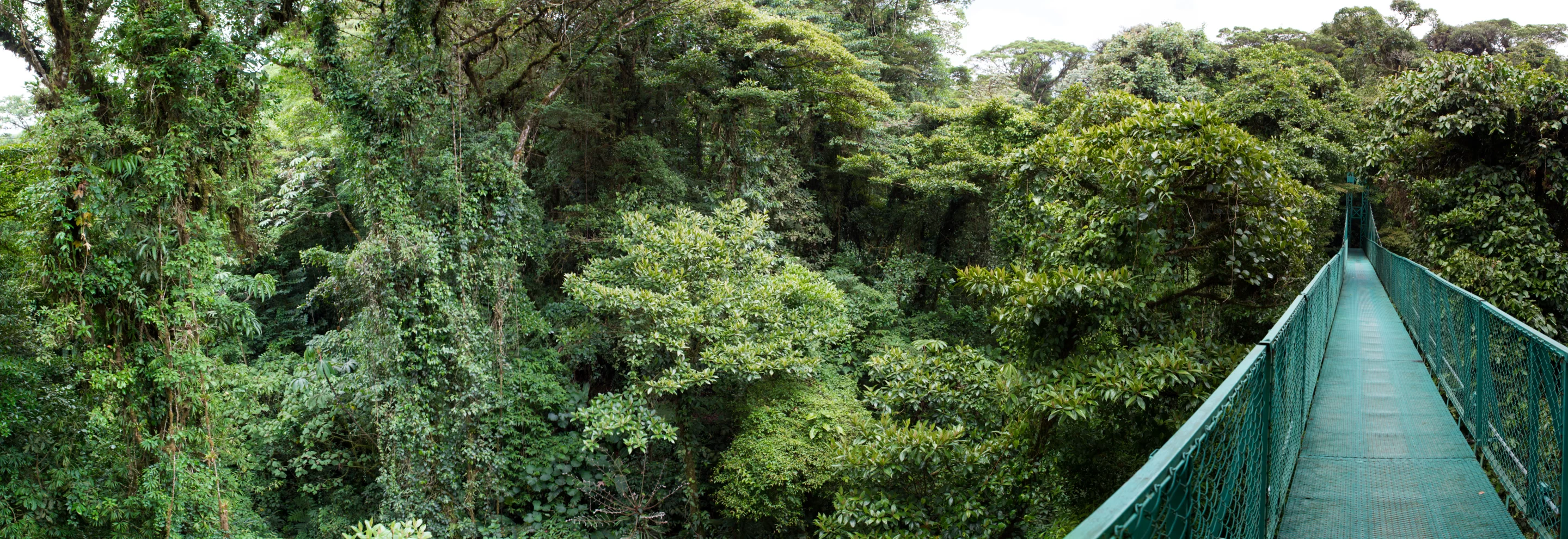 Learn more about two vital ecosystems in Monteverde that play a crucial role in biodiversity and sustainability.