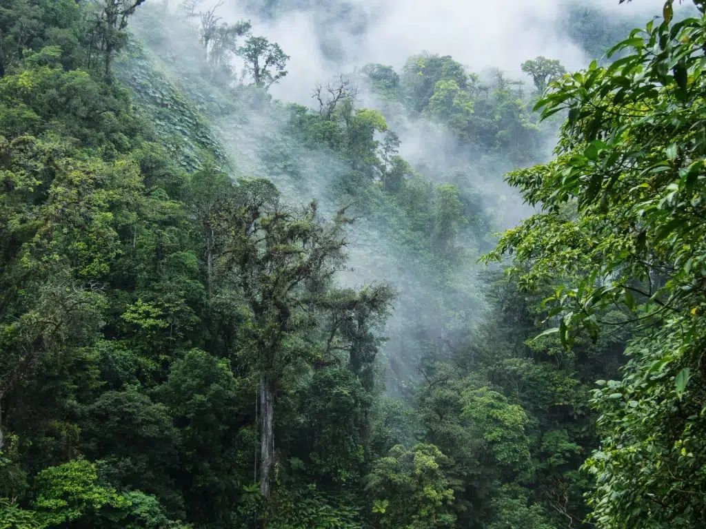 Journey to Monteverde
