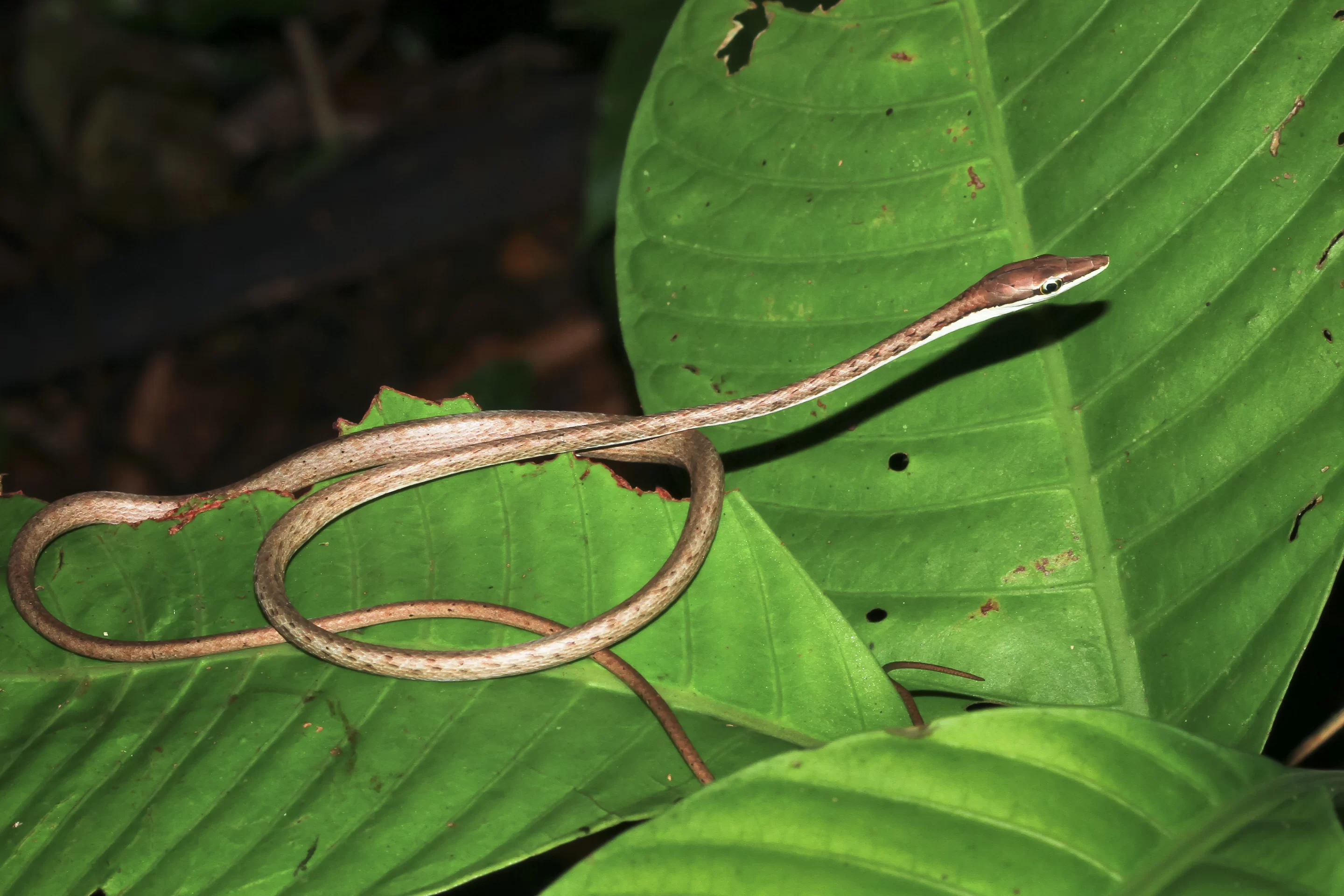 Get ready to identify various snake species slithering through the vegetation.