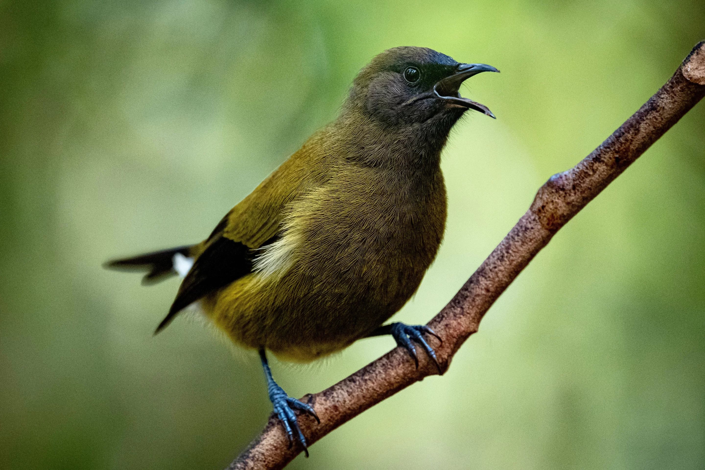 Listen for the enchanting calls of the elusive three-wattled bellbird!