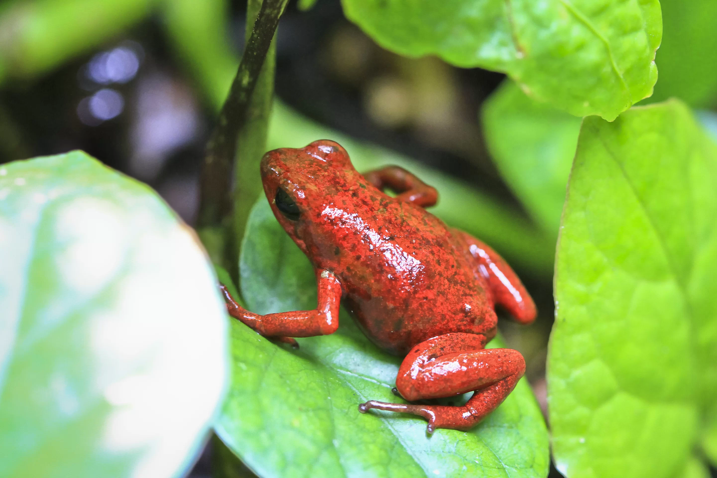 Keep an eye out for the vibrant dart frogs hopping among the foliage.