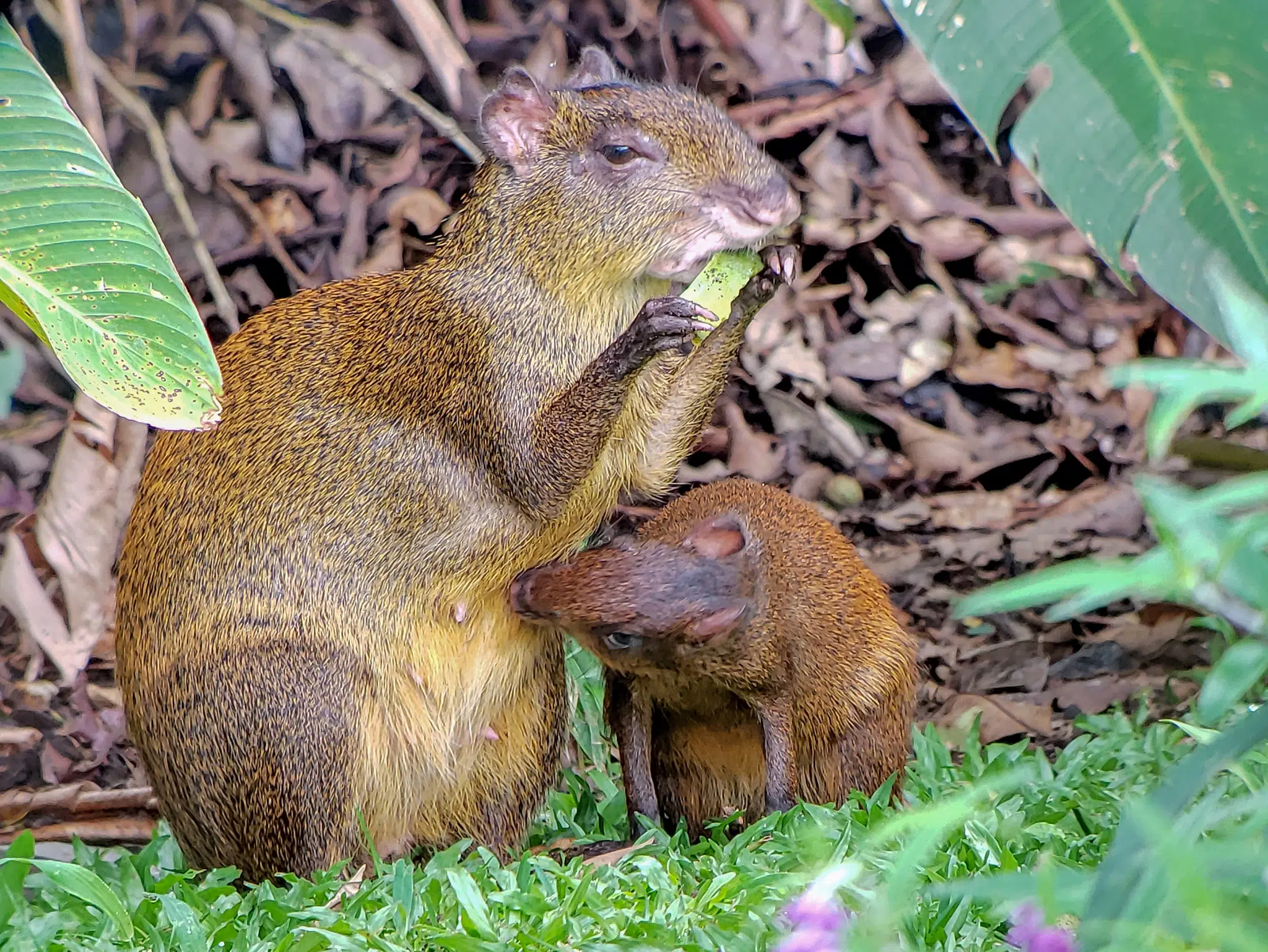 Explore the world of Monteverde cloud forest animals with Find My Costa Rica!