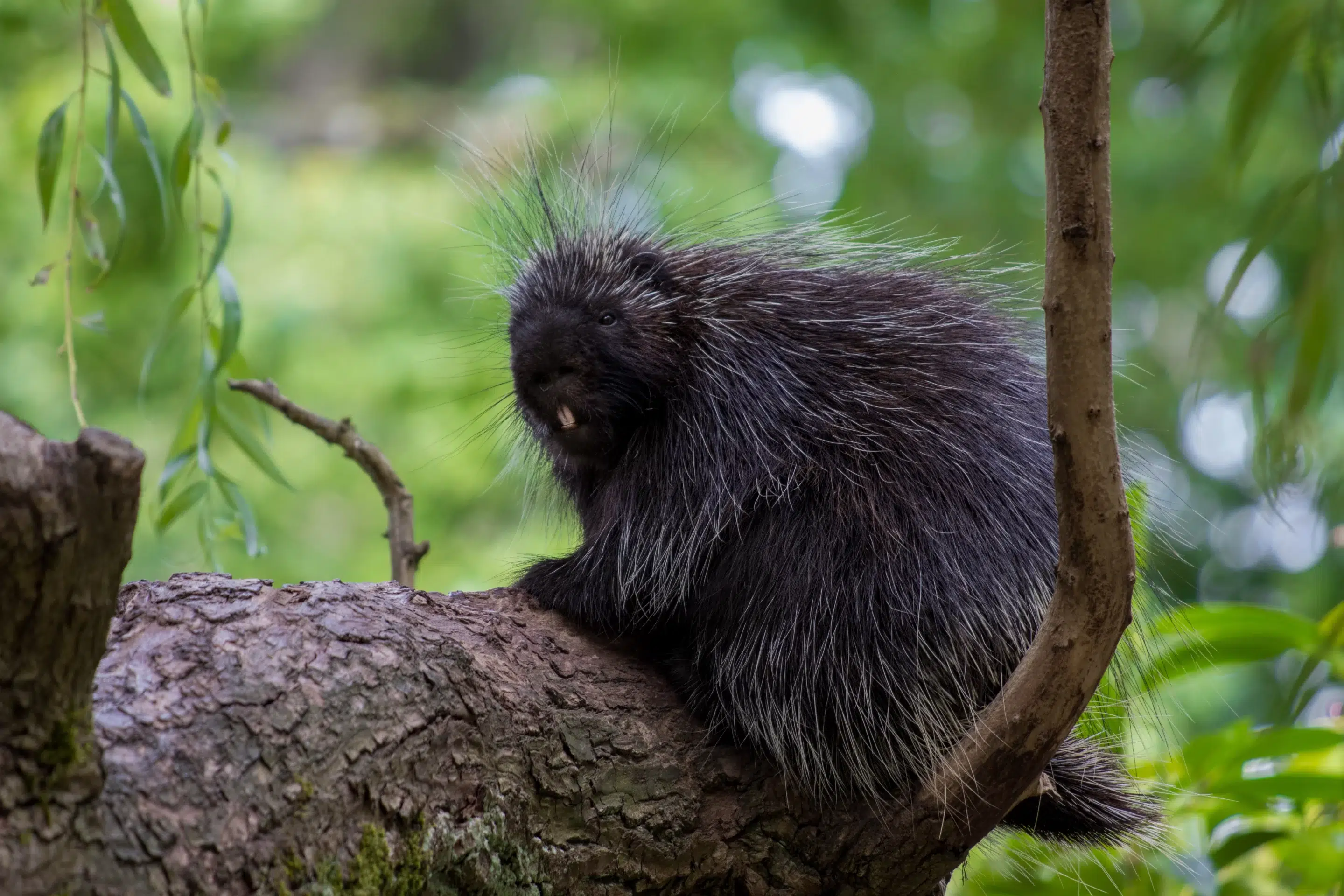 Observe porcupines searching for food in their natural habitat.