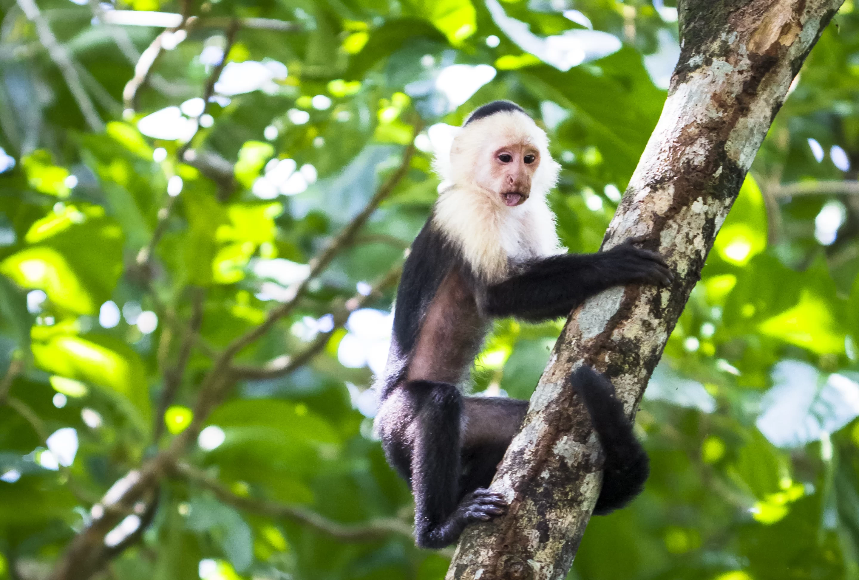 Catch a glimpse of white-faced capuchins swinging through the branches and discover exotic orchids.