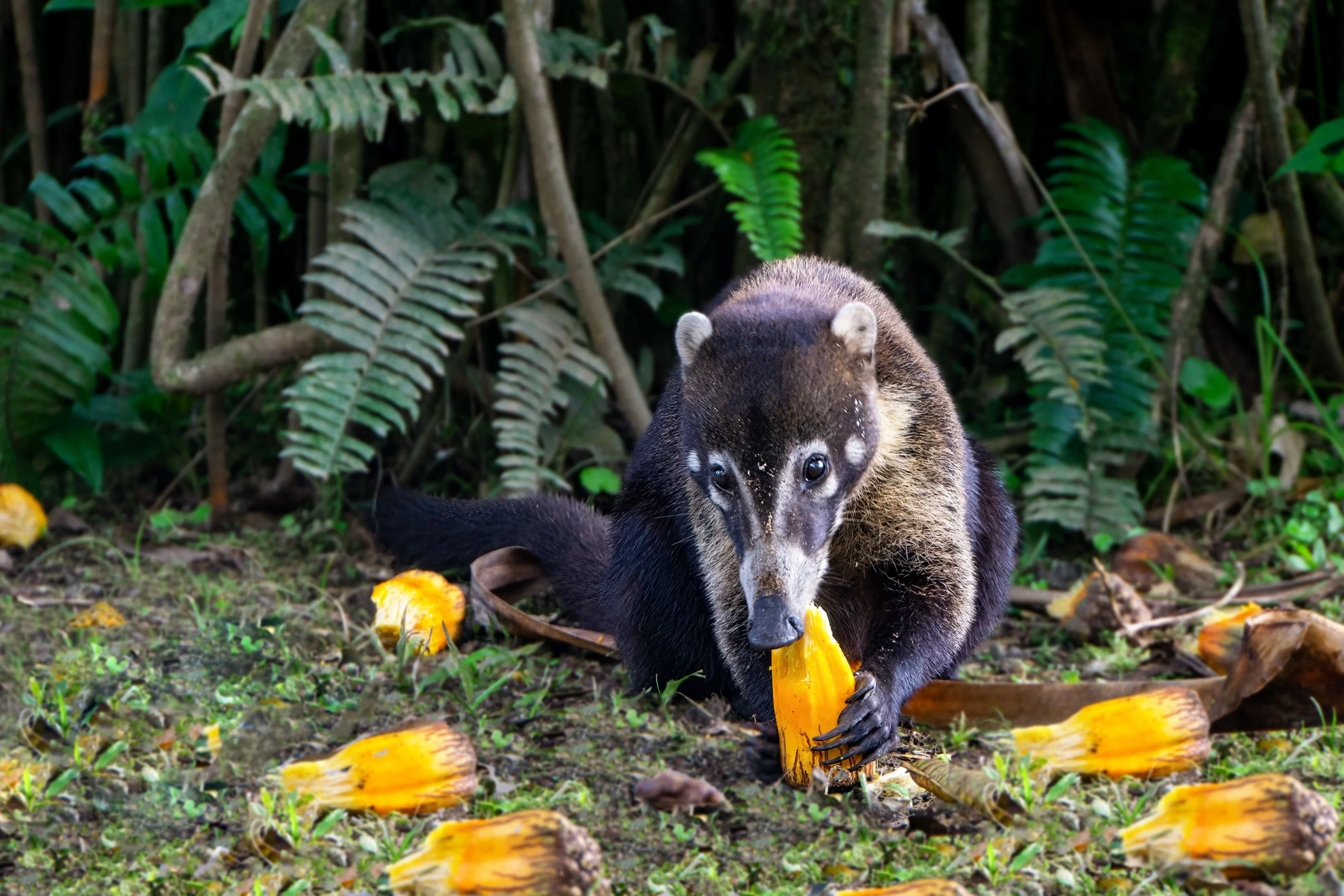 Watch coatis and agoutis scurry along the forest floor!