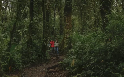 Discover Monteverde, Costa Rica Wildlife’s Fascinating Species!