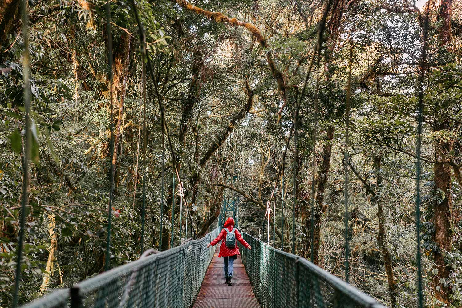Explore unique perspectives on nature by traversing all the trails in Monteverde Cloud Forest Preserve.