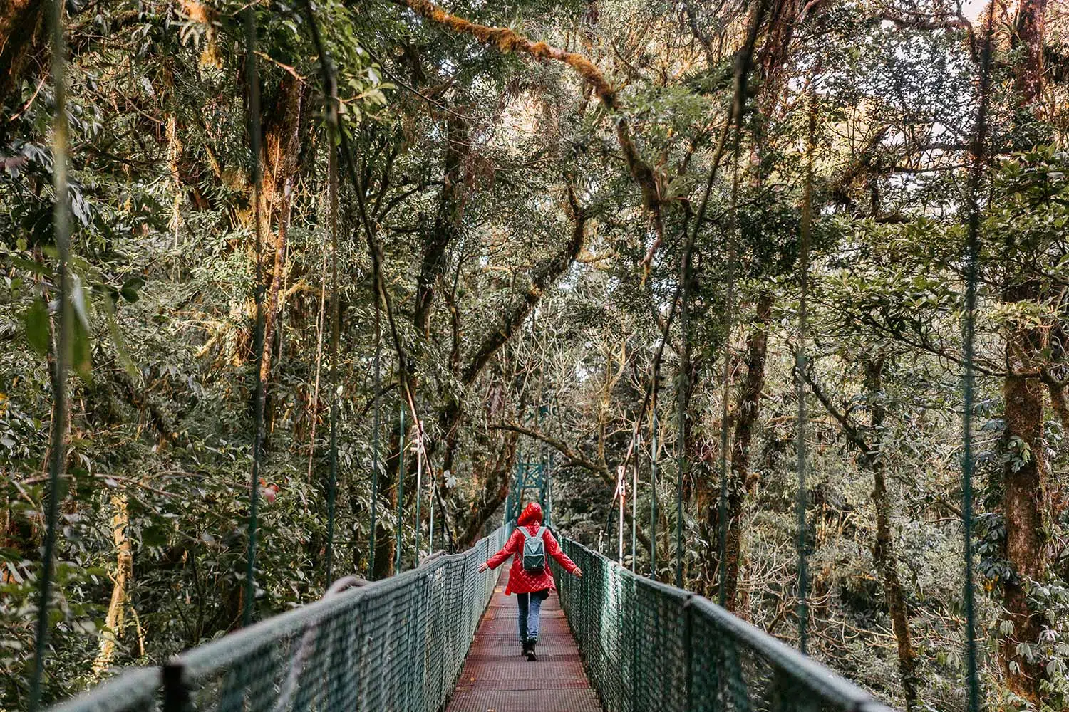 Explore unique perspectives on nature by traversing all the trails in Monteverde Cloud Forest Preserve.