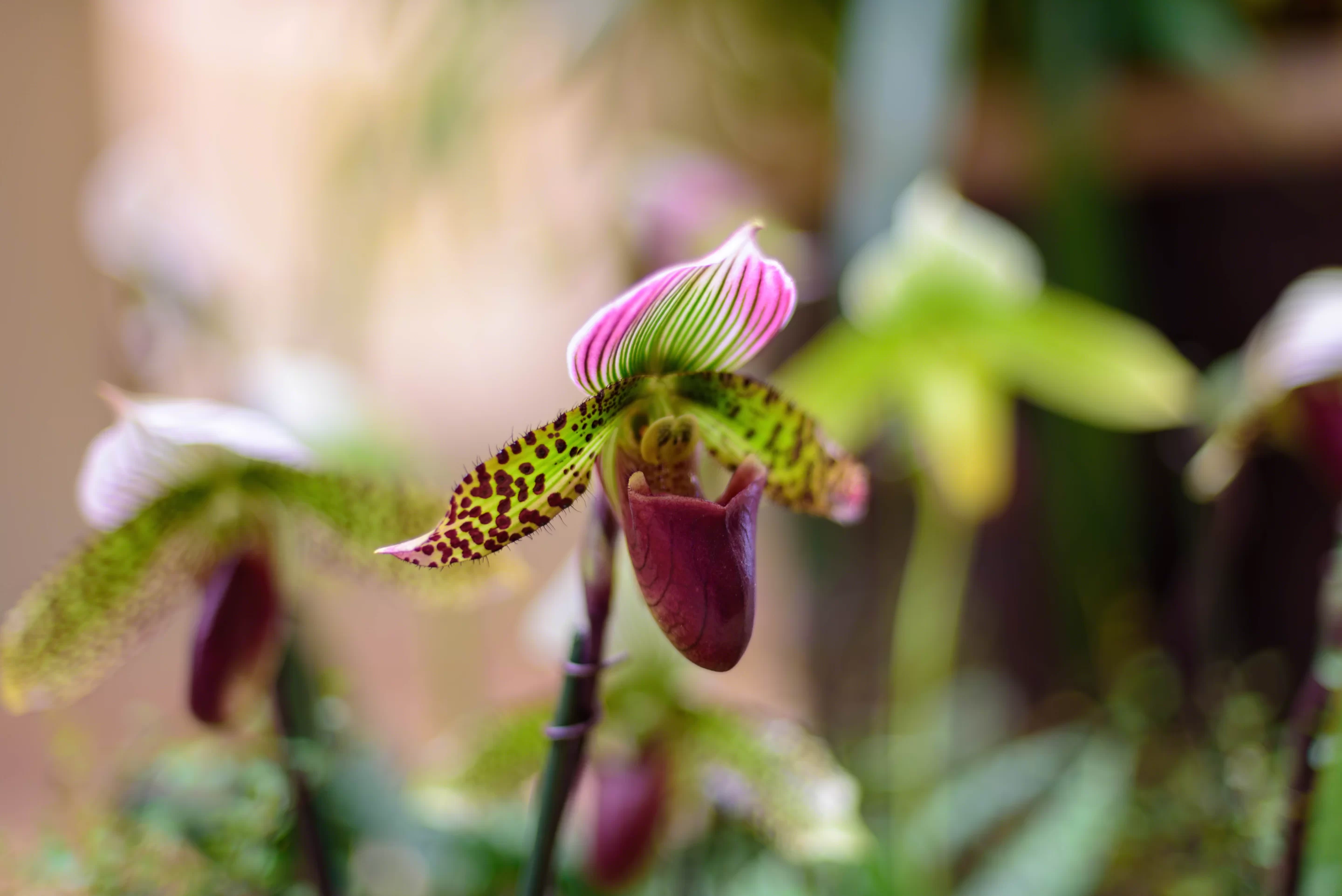 Join the National Orchid Show for a celebration of Costa Rica's natural beauty and passion for orchids!
