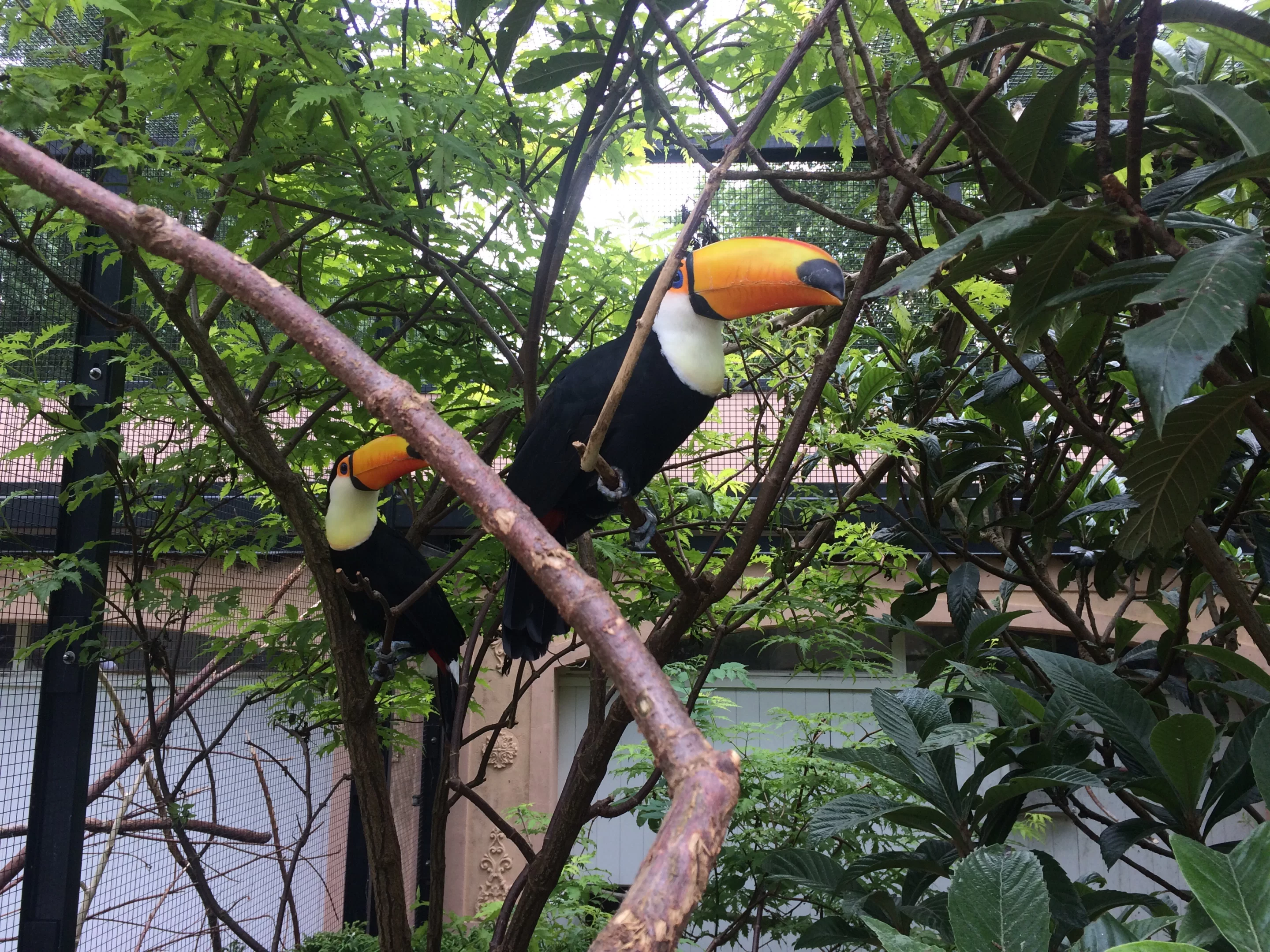 Enjoy a day of learning and fun that supports wildlife conservation at the Toucan Rescue Ranch!