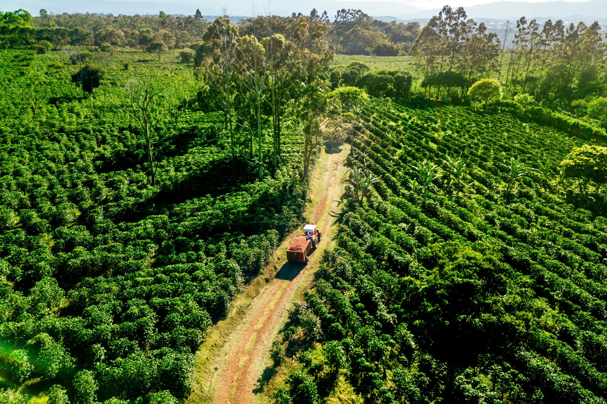 Taste the famous Costa Rican coffee by booking a guided tour!