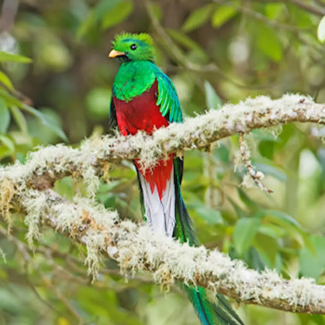 Quetzal Dota Costa Rica