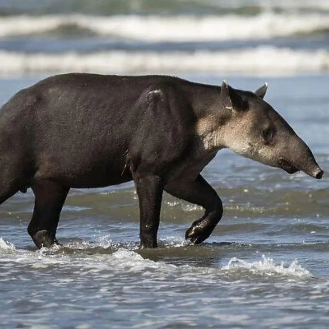 Tapir Corcovado National Park 