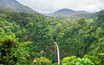 Explore the Unique Rainforests of Costa Rica