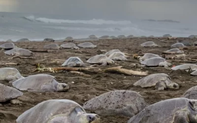 Discover Costa Rica’s Turtle Season: A Must-See Wildlife Spectacle