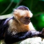 White-faced capuchin monkey resting on a tree branch in the tropical jungle of Costa Rica.