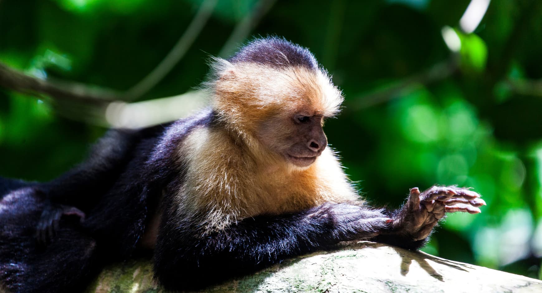 White-faced capuchin monkey resting on a tree branch in the tropical jungle of Costa Rica.
