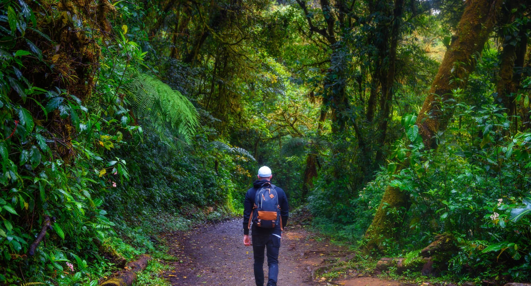 Person hiking through a lush cloud forest trail in Costa Rica, surrounded by green foliage.