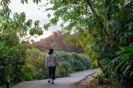 Transfer to Senda Hotel | Monteverde