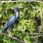 Terraba Sierpe Mangrove & Wildlife