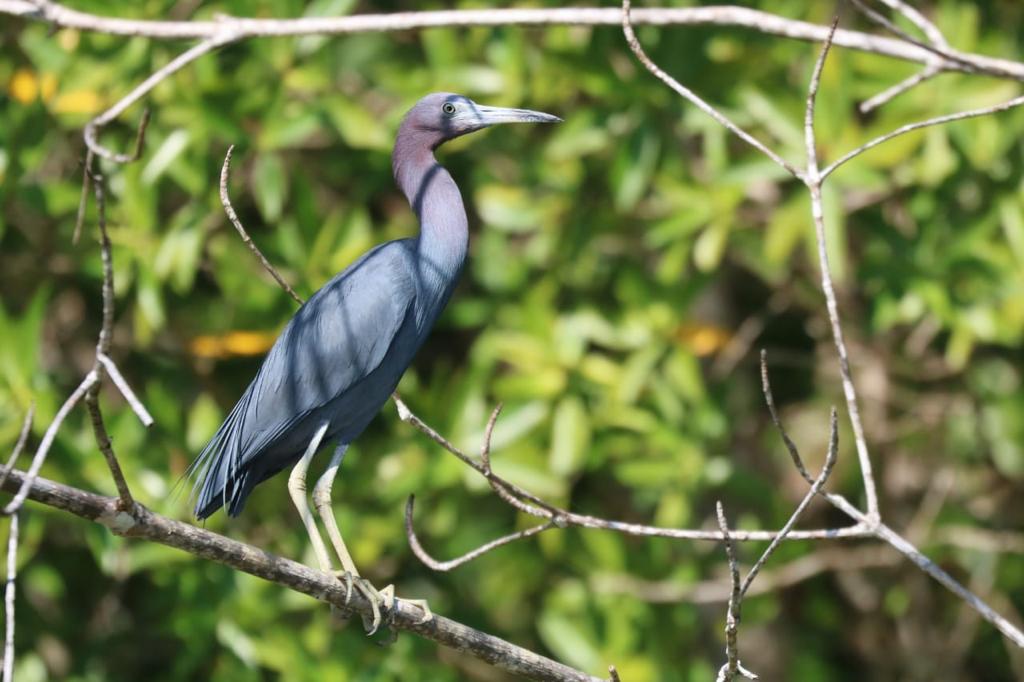 Terraba Sierpe Mangrove & Wildlife