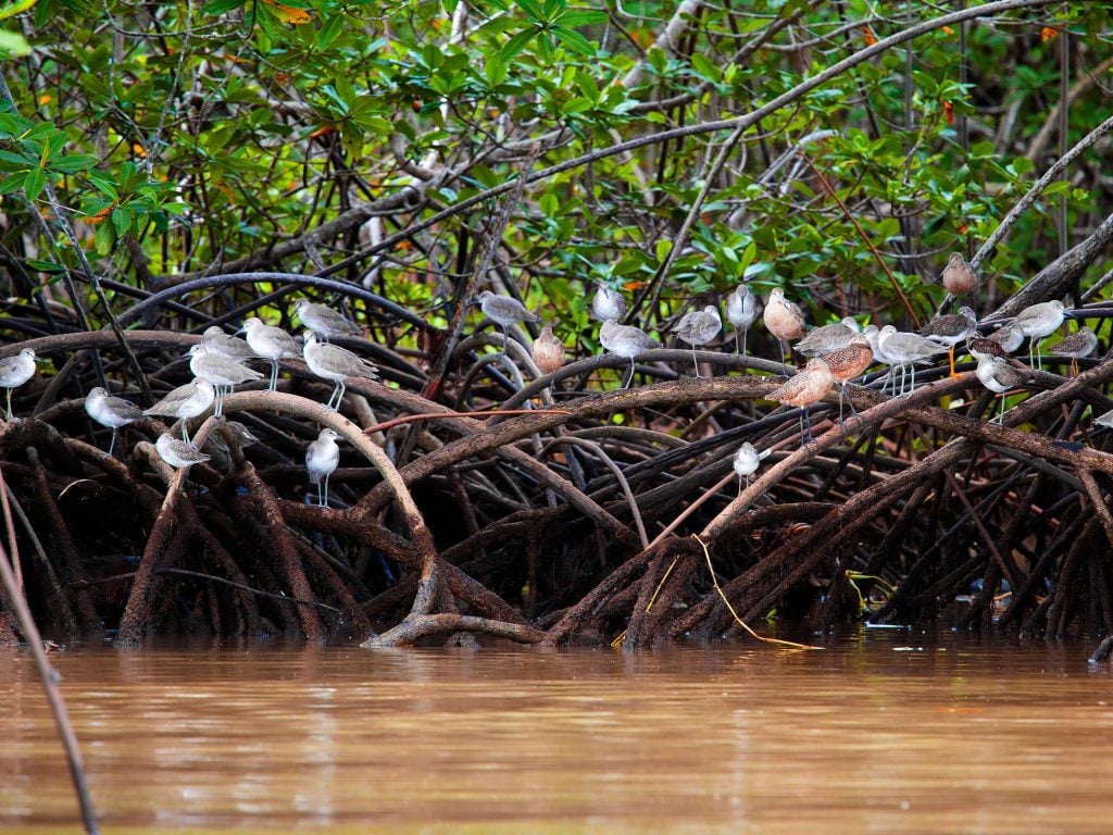 Mangrove Boat Tour