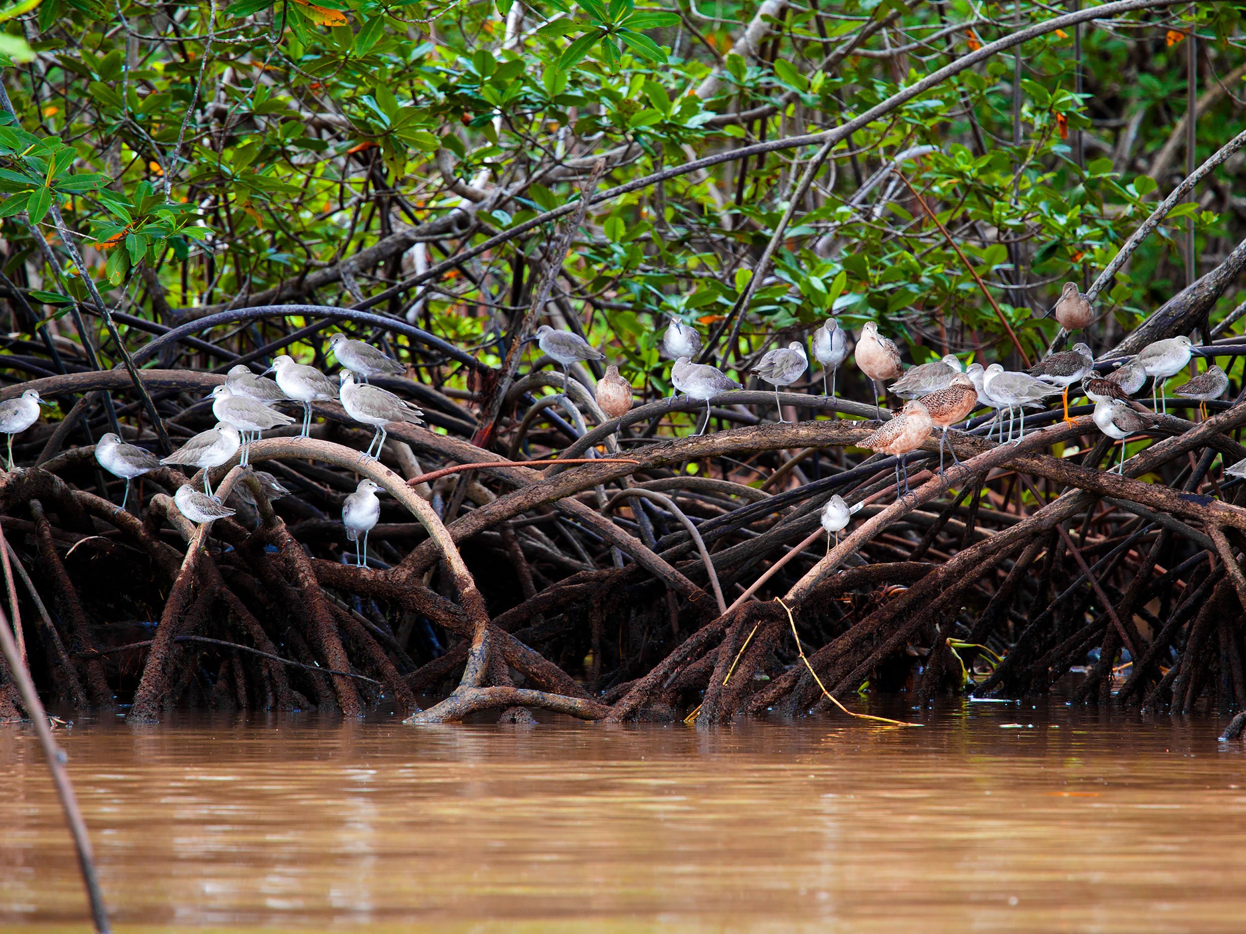 Terraba Sierpe Mangrove & Wildlife