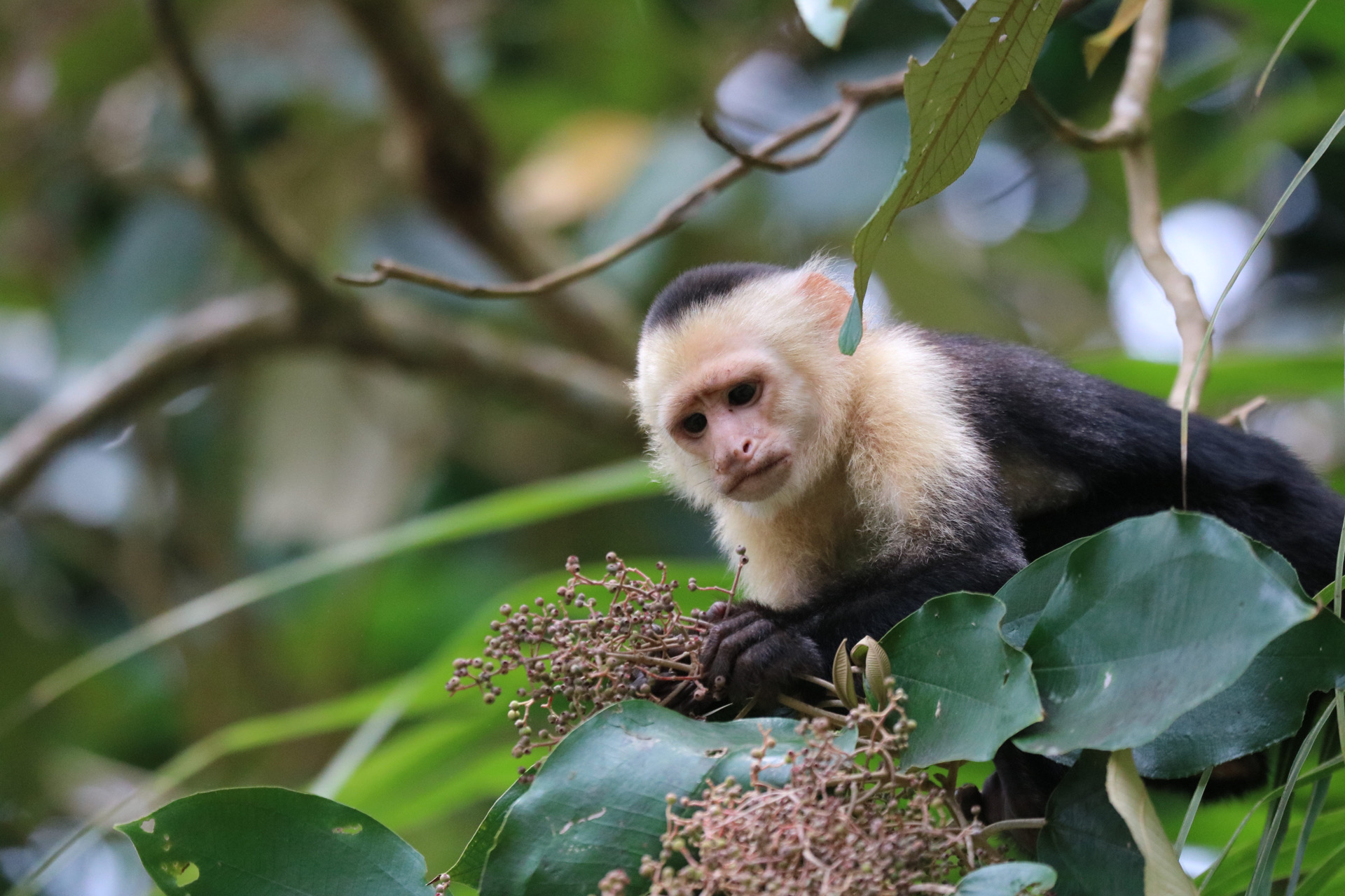 Terraba Sierpe Mangrove & Wildlife