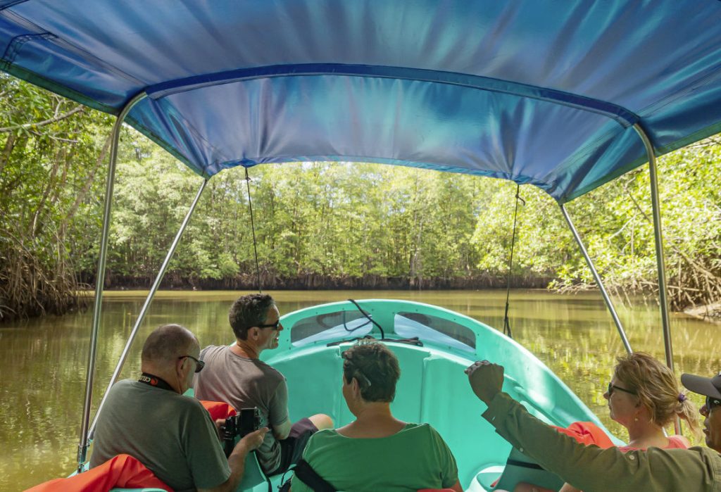 Mangrove Boat Tour