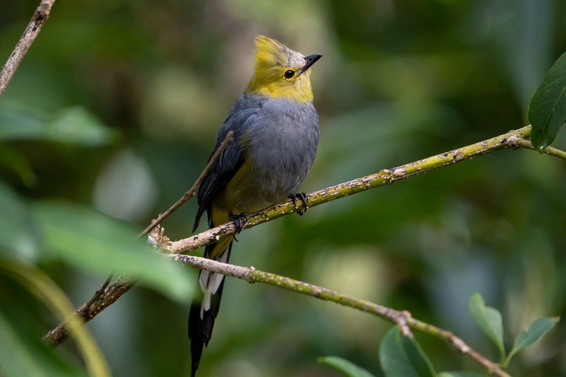 Savegre Lodge Birdwatching