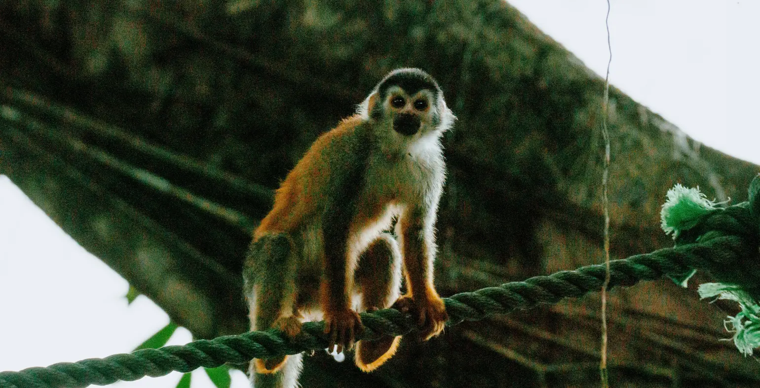 Squirrel monkey standing on a rope bridge in the Costa Rican rainforest